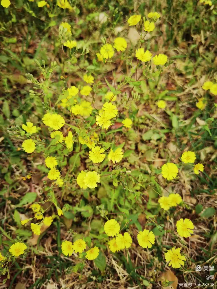 苦菜花开满地黄